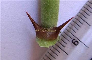  Stipular spines